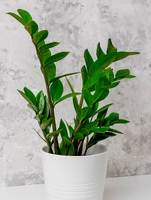 Заміокулькас