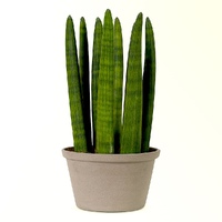 Сансевієрія Cylindrica