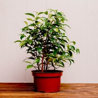 Фікус Бенджаміна