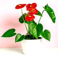 Антуріум червоний