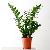 Заміокулькас